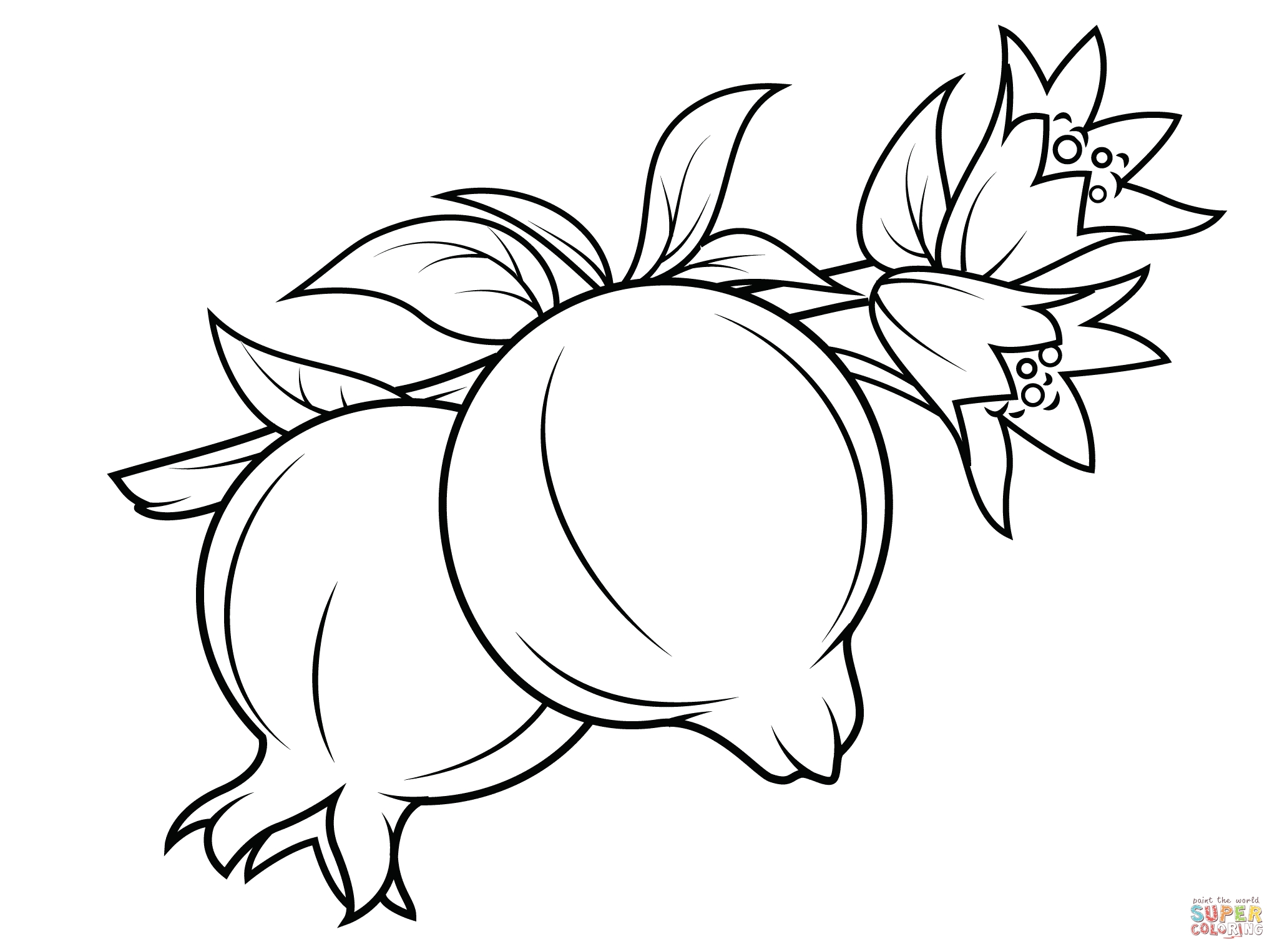 2046x1526 New Pomegranate Coloring Pages Collection Printable Coloring Sheet
