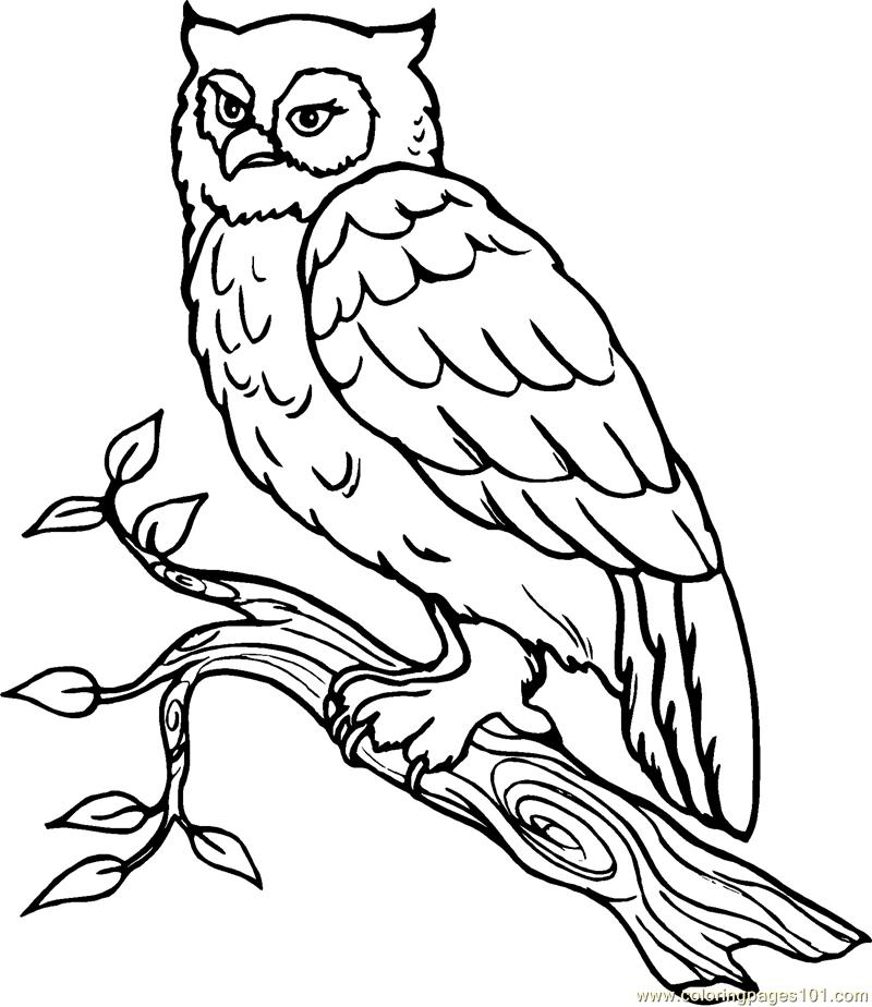 800x924 Cartoon Snowy Owl