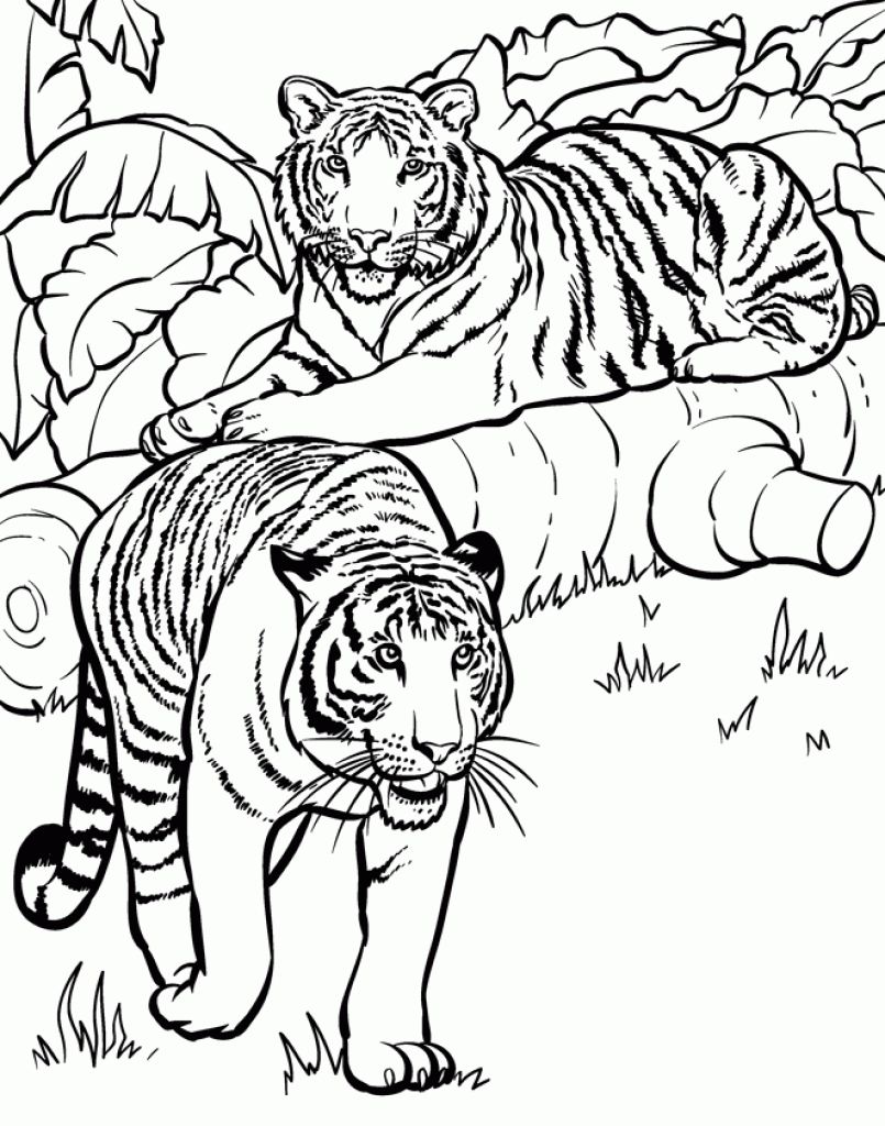 Realistic And Detailed Coloring Page Of Tiger For Older Kids 805x1024 Realistic And Detailed Coloring Page Of Tiger For Older Kids