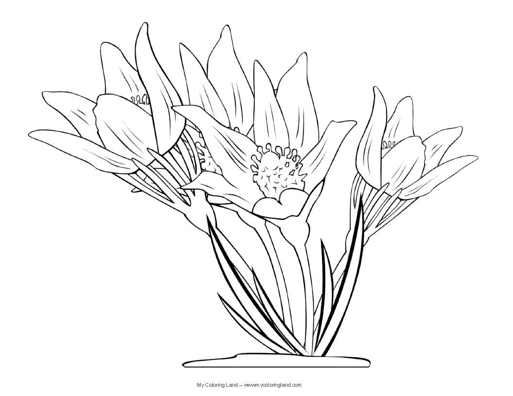 Awesome Flower My Coloring Land Image Of Pages For Paint Program 1056x816 Awesome Flower My Coloring Land Image Of Pages For Paint Program