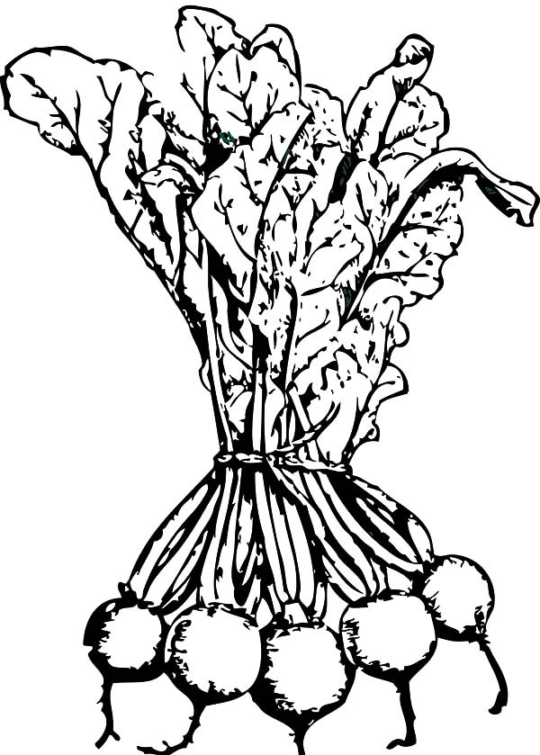 Beets For Sale Coloring Pages Best Place To Color 600x839 Beets For Sale Coloring Pages Best Place To Color