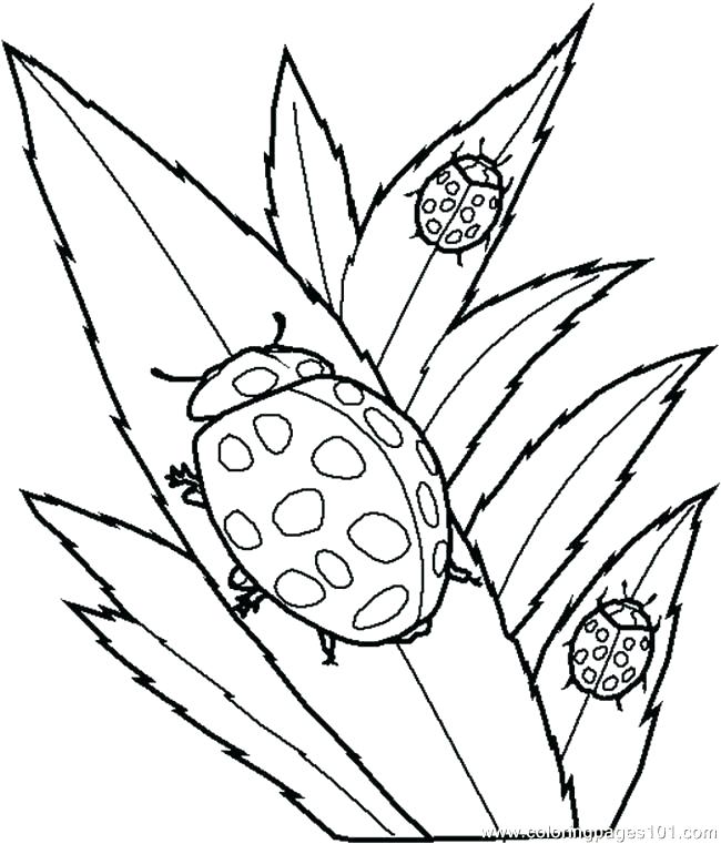 650x761 Bugs Coloring Pages Stink Bug Coloring Page Bugs Coloring Pages