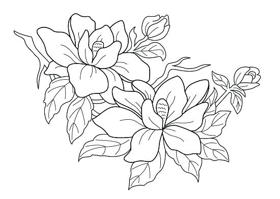 Hibiscus Flower Coloring Pages Free Printable Flower Coloring 550x392 Hibiscus Flower Coloring Pages Free Printable Flower Coloring