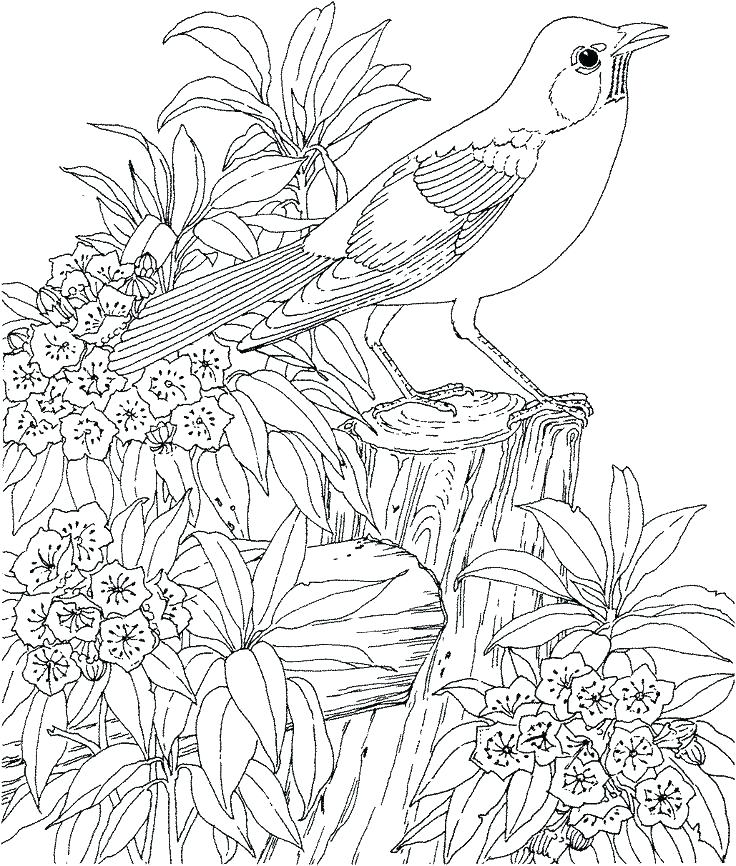 Hard Animal Coloring Pages 736x866 Hard Animal Coloring Pages