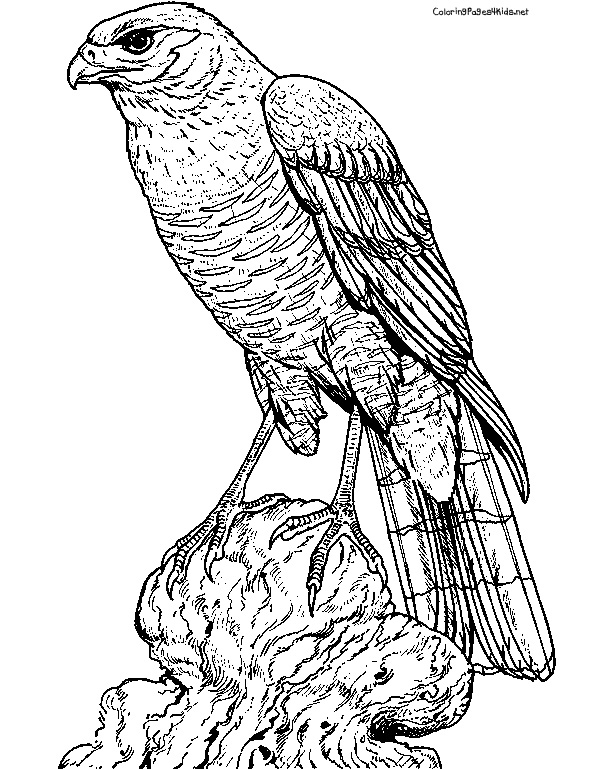 Hawk Coloring Pages 612x769 Hawk Coloring Pages