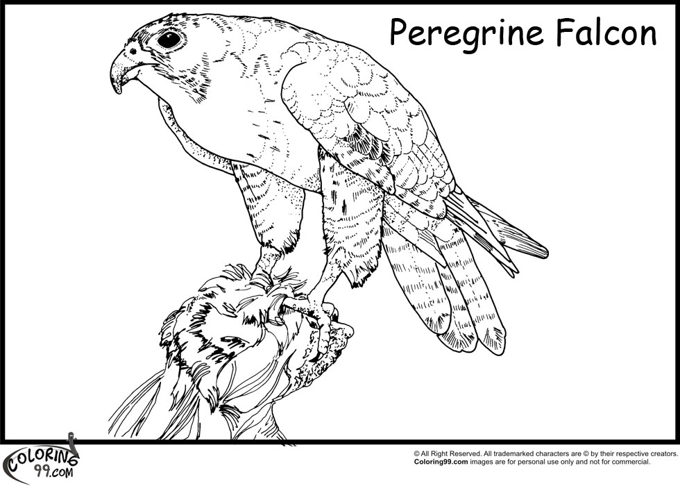 Hawk Coloring Pages Team Colors 980x700 Hawk Coloring Pages Team Colors