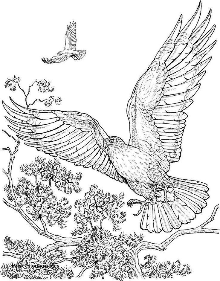 Hawk Coloring Pages 736x940 Hawk Coloring Pages
