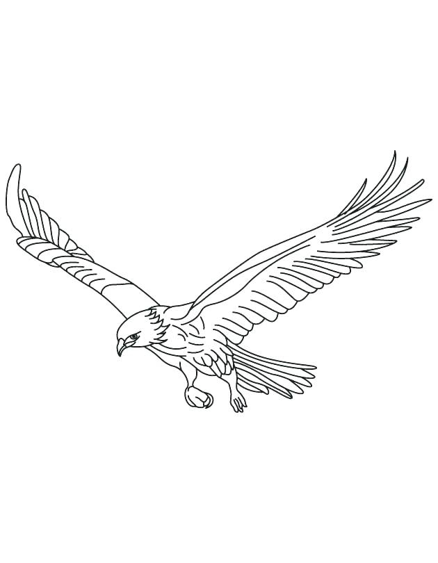 Hawk Coloring Pages Birds Of Prey Coloring Pages Hawk Coloring 630x810 Hawk Coloring Pages Birds Of Prey Coloring Pages Hawk Coloring