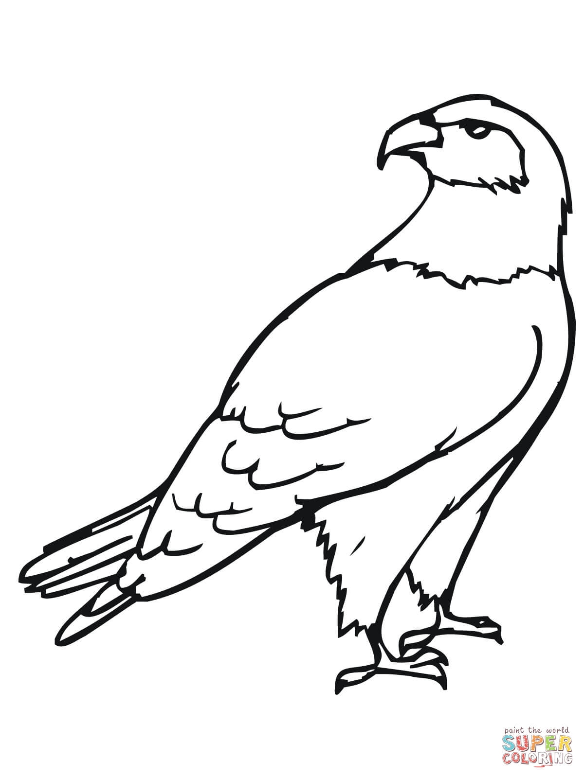 20 Hawk Coloring Pages Images Free Coloring Pages 1200x1600 20 Hawk Coloring Pages Images Free Coloring Pages