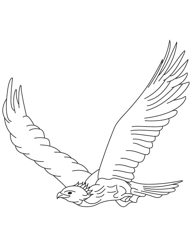 Hawk Drawing Step By Step At Free For Personal Use Eagle Red Tail 630x810 Hawk Drawing Step By Step At Free For Personal Use Eagle Red Tail