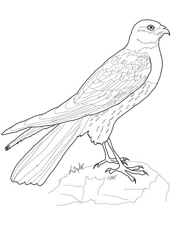 Hawkeye Coloring Pages Hawk Coloring Pages Goshawk Flight Coloring 360x480 Hawkeye Coloring Pages Hawk Coloring Pages Goshawk Flight Coloring