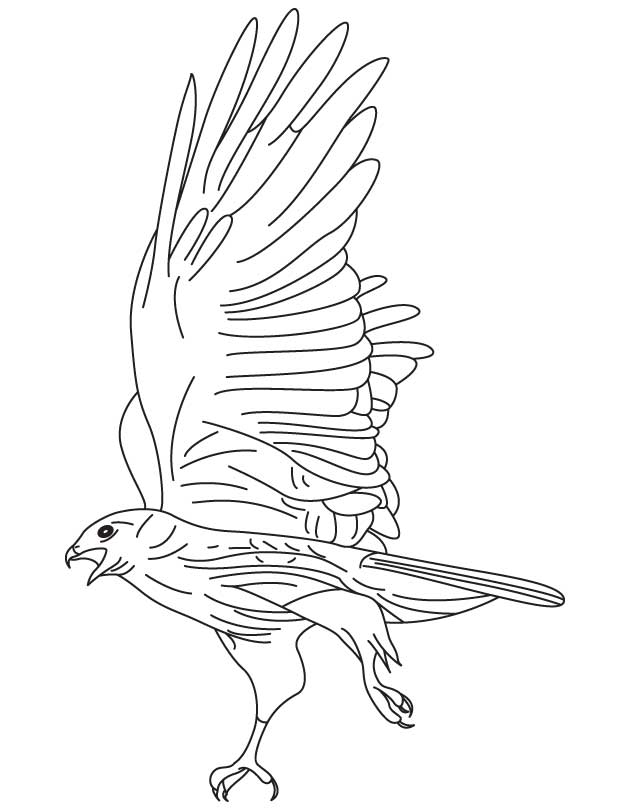 Black Hawk Coloring Pages Page Image Clipart Images 630x810 Black Hawk Coloring Pages Page Image Clipart Images