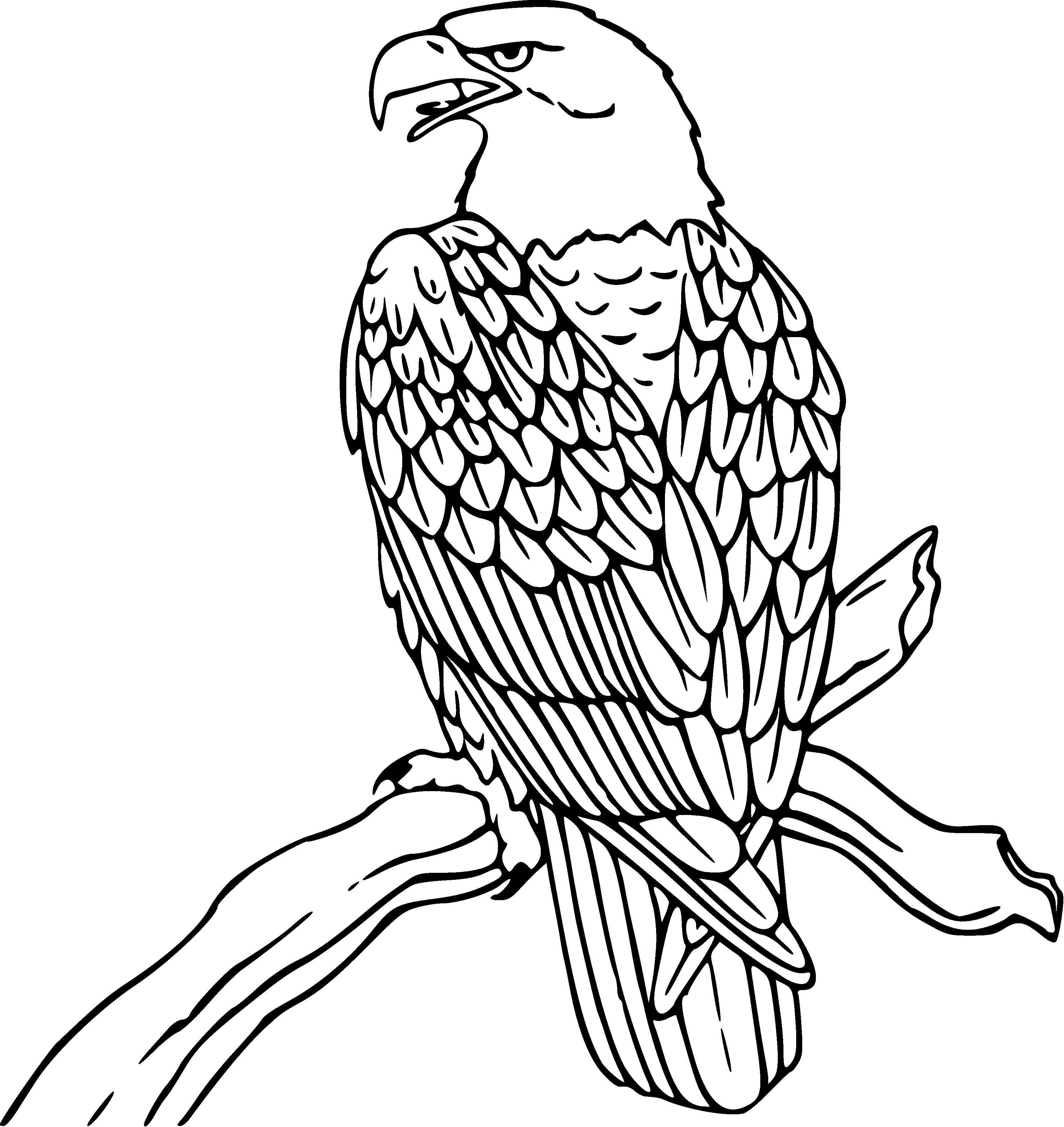 Fresh Eagle Drawing Google Search Stencils 3349x3547 Fresh Eagle Drawing Google Search Stencils
