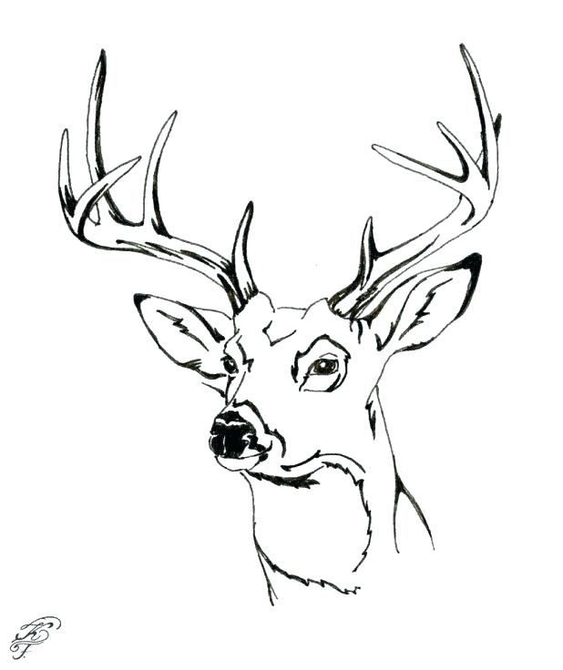 Whitetail Deer Coloring Pages 618x736 Whitetail Deer Coloring Pages