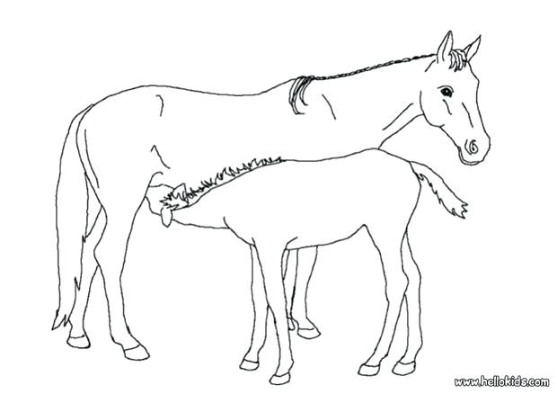 620x438 Coloring Page Of Horse Coloring Page Of Mom And Baby Horse