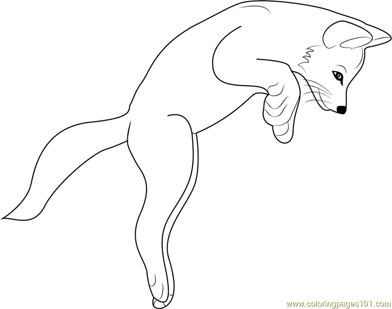Fox Jumping Coloring Page 800x632 Fox Jumping Coloring Page