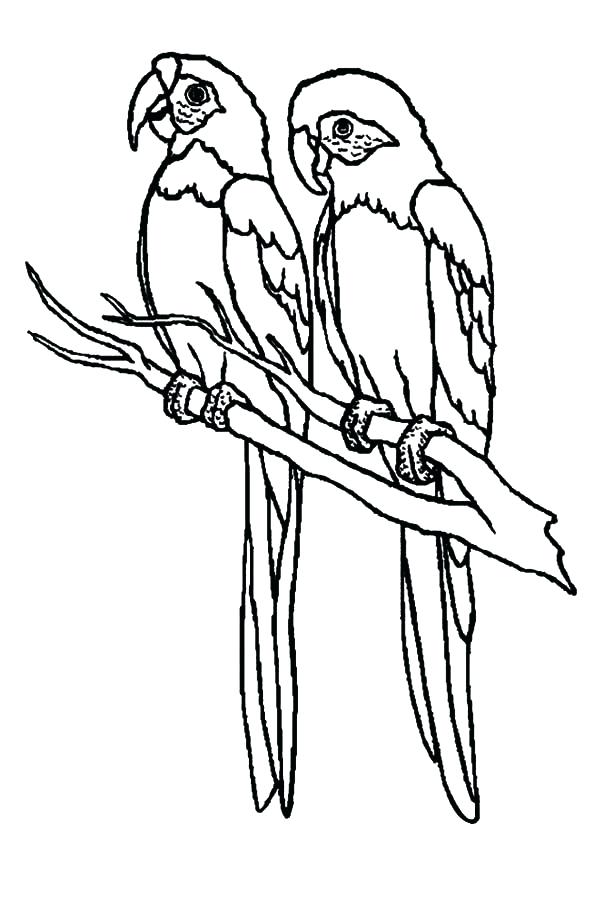 600x898 Coloring Pages Parrot Parrot Cute Bird Cage Coloring Pages