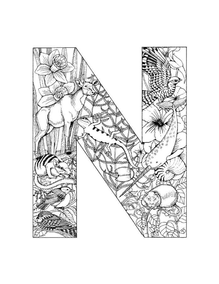 2011 06) N Doodles And Drawings Adult Coloring 698x903 2011 06) N Doodles And Drawings Adult Coloring