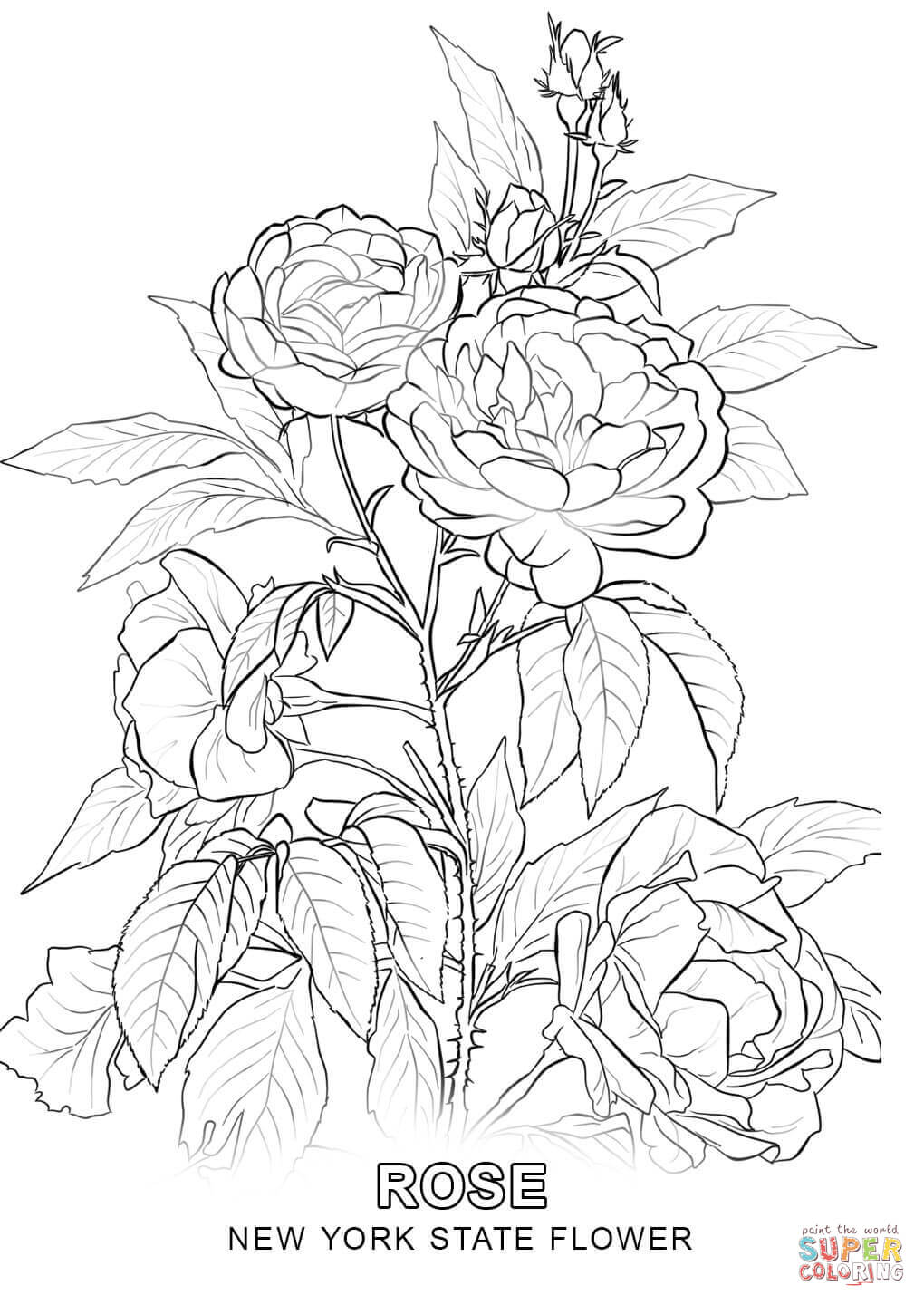 New York State Flower Coloring Page Newyork 1020x1440 New York State Flower Coloring Page Newyork