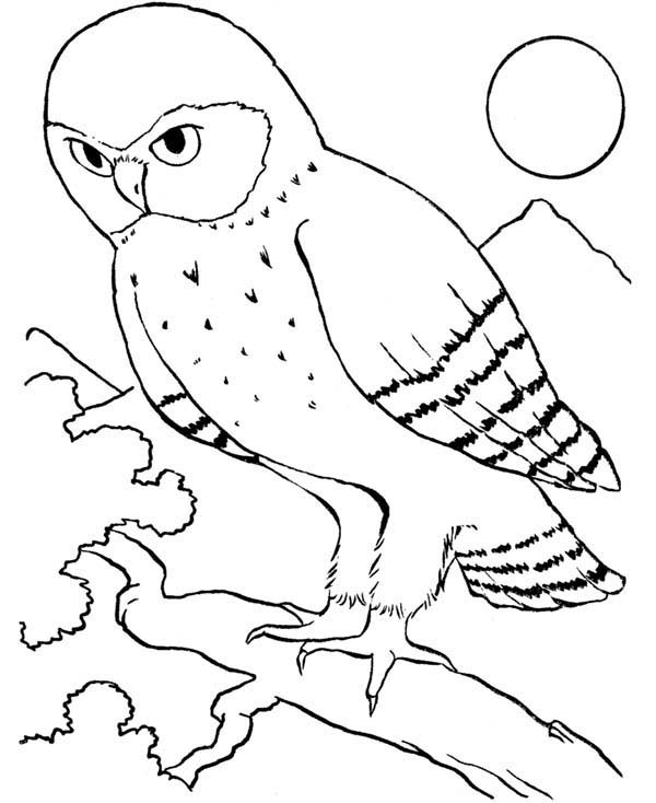 An Owl Bird Howling In The Night Coloring Page Color Luna 600x734 An Owl Bird Howling In The Night Coloring Page Color Luna