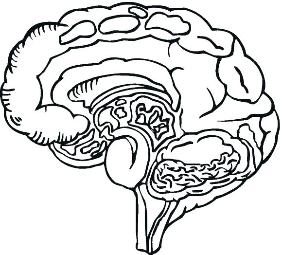 Coloring Pages Of A Brain
