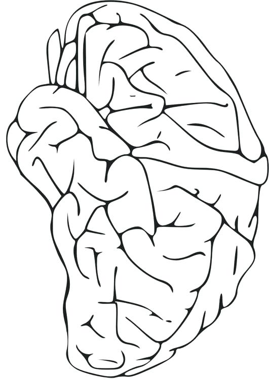531x750 Brain Coloring Page Human Brain Coloring Pages Coloring Pages Amp