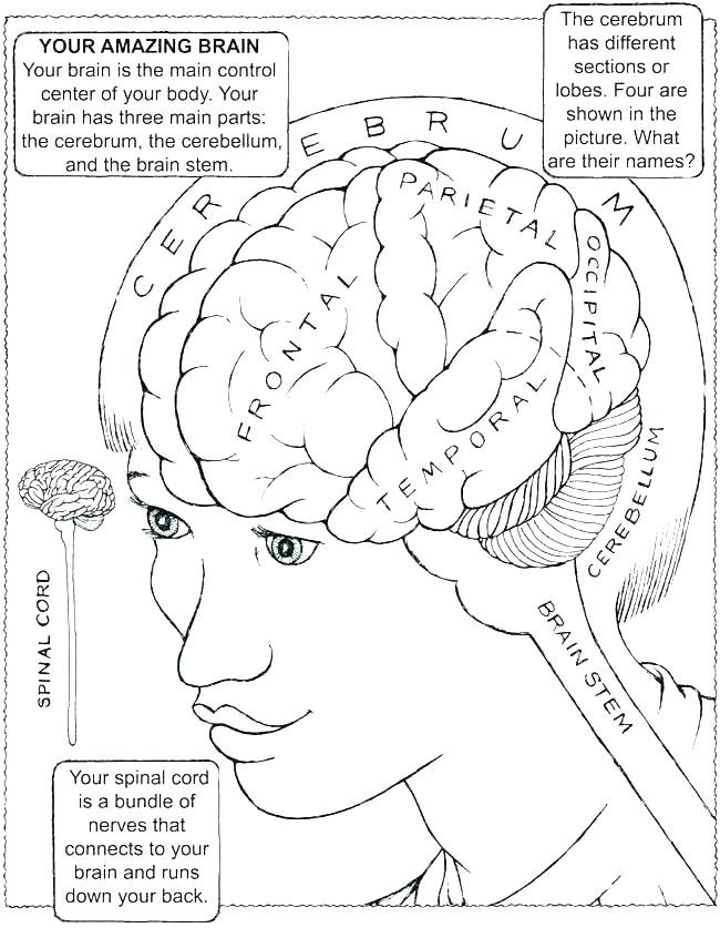 650x837 Brain Coloring Pages Brain Anatomy Coloring Pages Brain Coloring