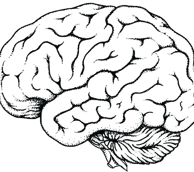 678x600 Brain Coloring Pages Printable Brain Anatomy Coloring Pages Good