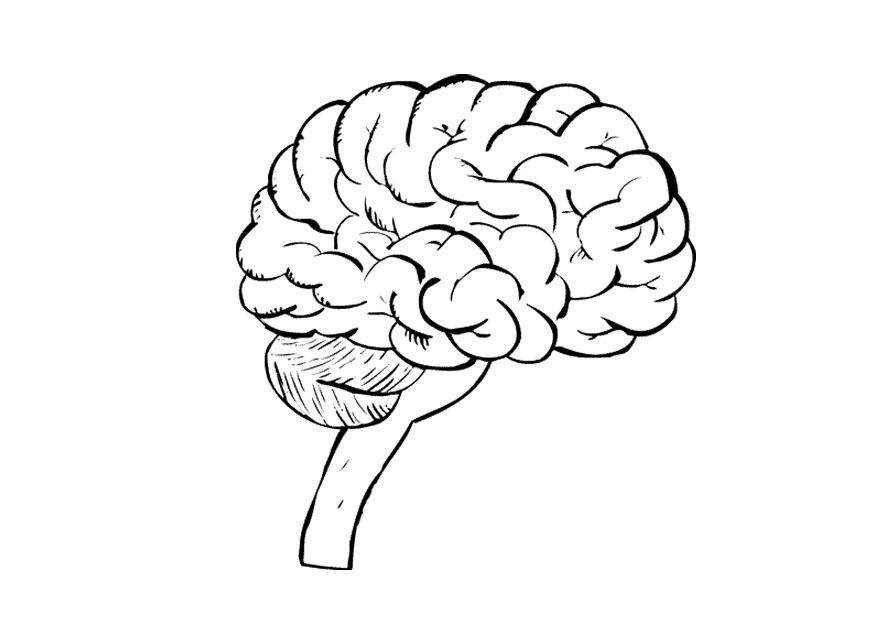 875x620 Coloring Page Brain