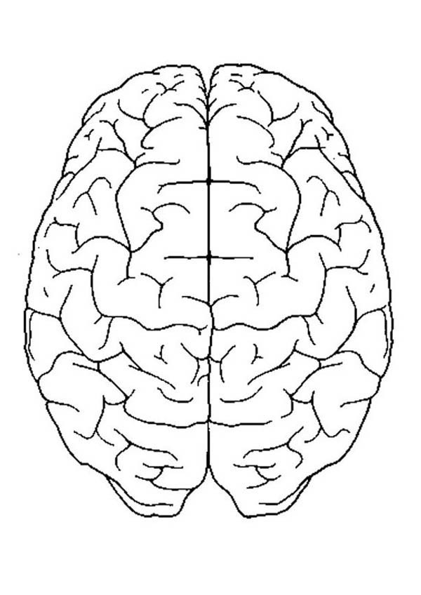 600x848 Coloring Pages Of The Brain Brain Coloring Page 7989 Download