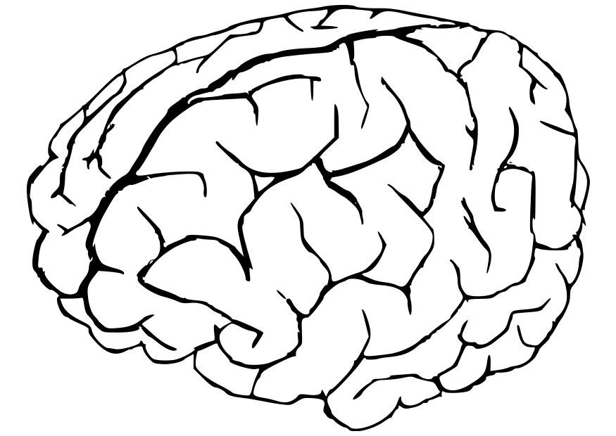 875x620 Coloring Pages Of The Brain Brain Coloring Page Zvershtina