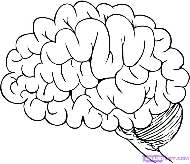 780x675 Brain Coloring Page 4creativeco Human Brain Coloring Book 38 Also