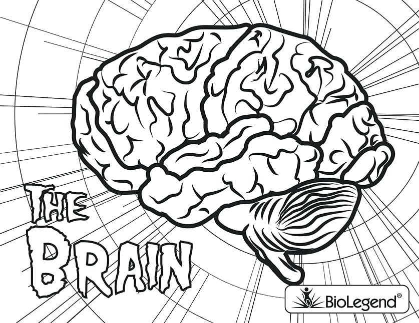 837x647 Brain Coloring Page Brain Coloring Sheet Download A Color On