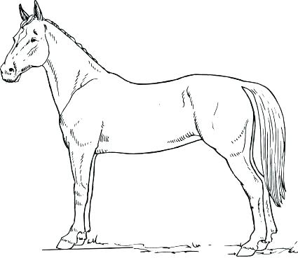 425x368 Lovely Horse Coloring Book Gallery Coloring Pages For Kids Horse