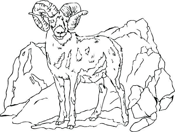 Mountain Coloring Page Mountain Goat Standing Tall Coloring Pages 600x452 Mountain Coloring Page Mountain Goat Standing Tall Coloring Pages