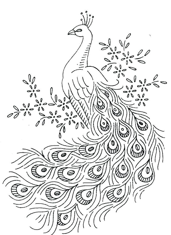 729x1000 Peacock Pictures To Color Peacock Pictures To Color And Coloring