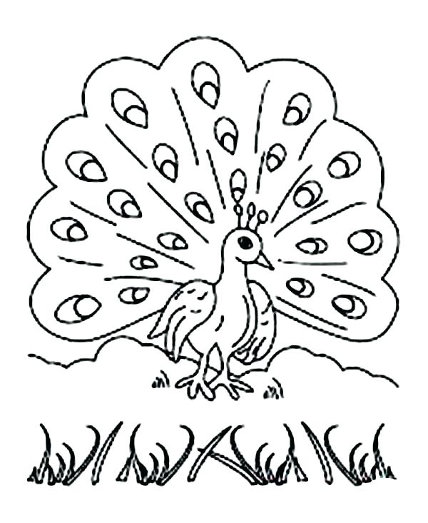 600x733 Coloring Page Peacock Free Peacock Coloring Page For Grown Ups