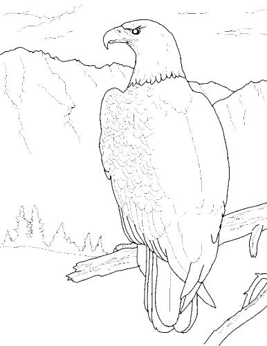 386x500 Bald Eagle Coloring Page Eagle Color Page Eagle Coloring Book Plus