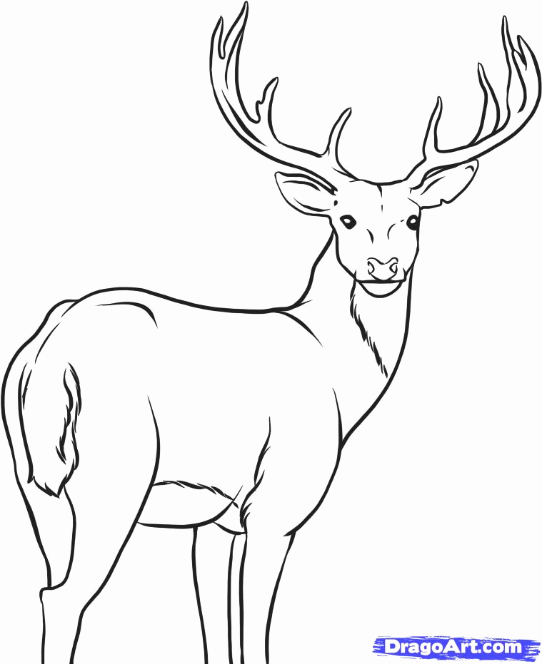 759x931 Dear Drawings How To Draw A White Tailed Deer Step 7 Baby Deer