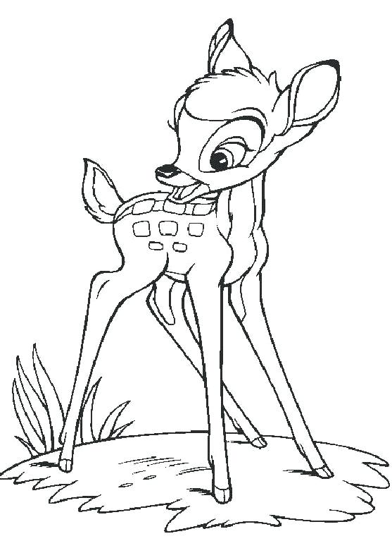 557x784 Free Deer Coloring Pages Deer Color Pages Free Deer Hunting Free
