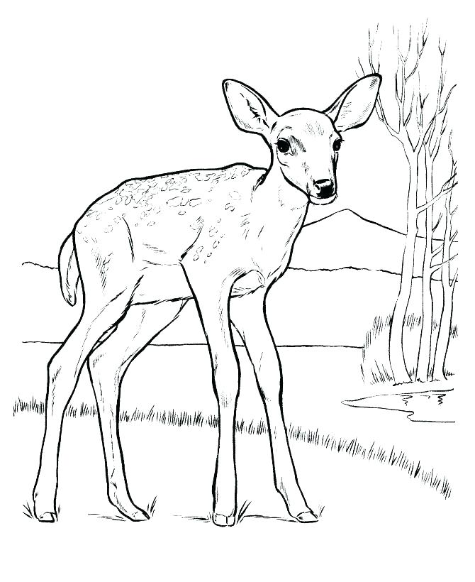 670x820 Baby Deer Coloring Pages Shippa.co