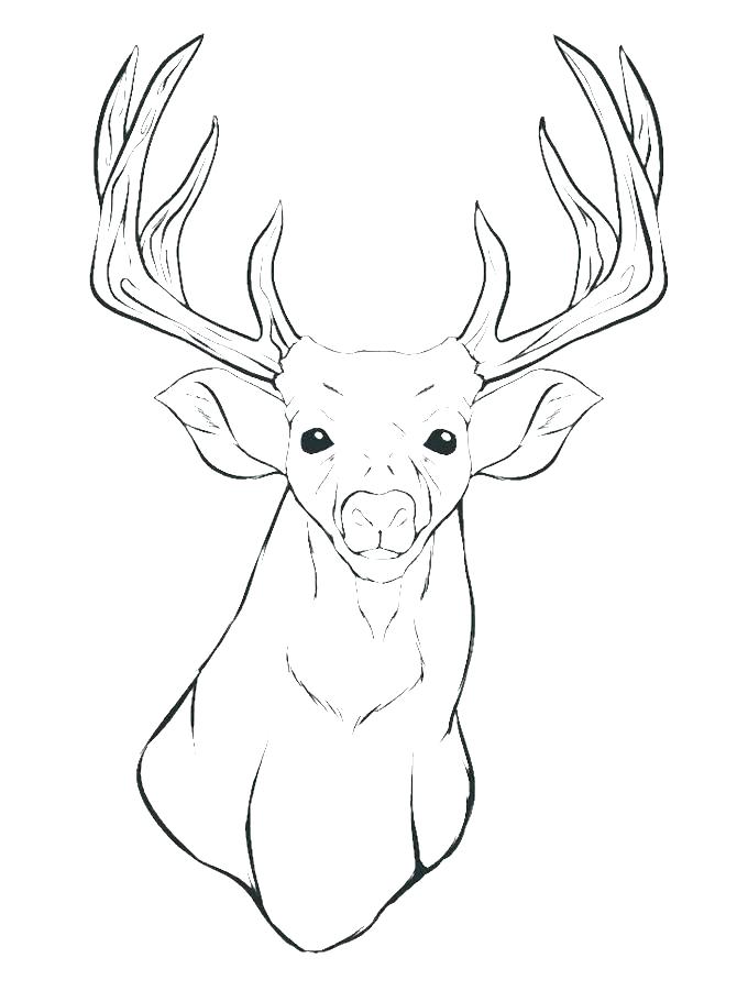 680x911 Coloring Page Deer