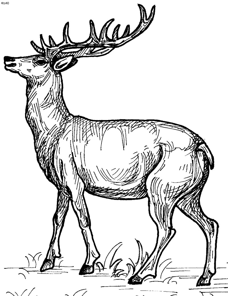 800x1037 Baby Deer Coloring Page Free Pages And Qqa Me