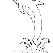 Baby Dolphin Coloring Pages 220x220 Baby Dolphin Coloring Pages