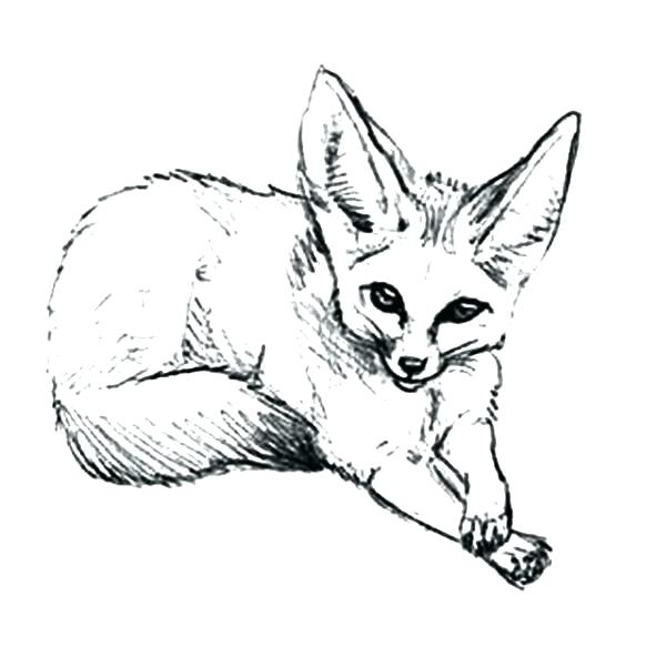 600x592 Coloring Coloring Pages Of Foxes Arctic Fox Page Baby. Coloring