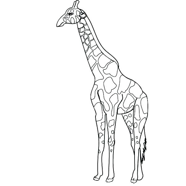 600x600 Coloring Pages Giraffe Coloring Pages Of Giraffes Giraffe Coloring