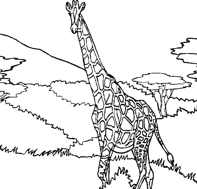 638x615 Giraffe Color Page Giraffe Coloring Page 3 Baby Giraffe Color