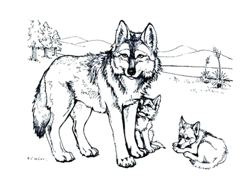 1000x773 Wolf Coloring Pages Theme Or Wolf Coloring Pages To Print Out Cute