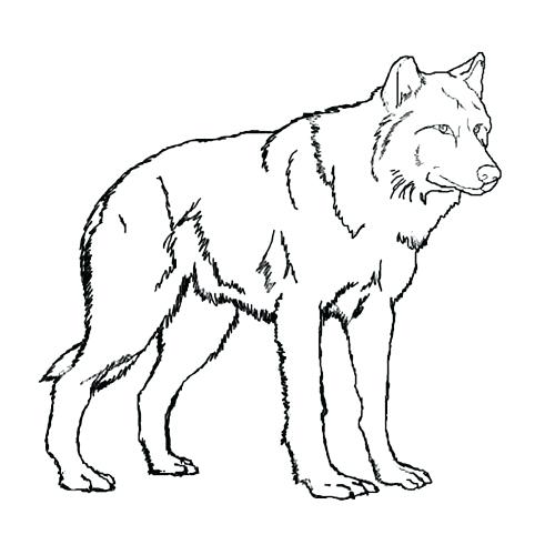 Coloring Pages Of Baby Wolves at GetColorings.com | Free printable ...