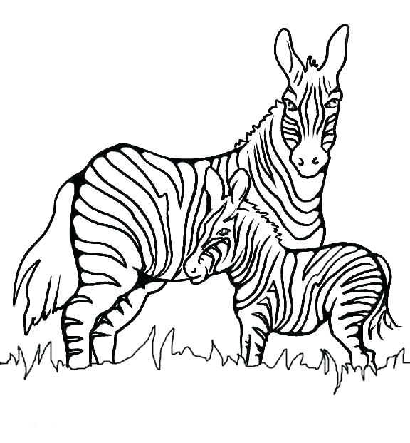 576x621 Zebra Coloring Page Zebra Coloring Page Zebras Pages Free Zebra